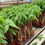 Money Tree, Live Money Tree, Easy Care Houseplant, 6-10 Inc Tall, Indoor Plant for Home and Office Decoration