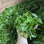 Green Tea Plant Tree Live Plant, 4 to 6 Inches in Height, Tea Plant Live, Camellia Sinensis Live Plant