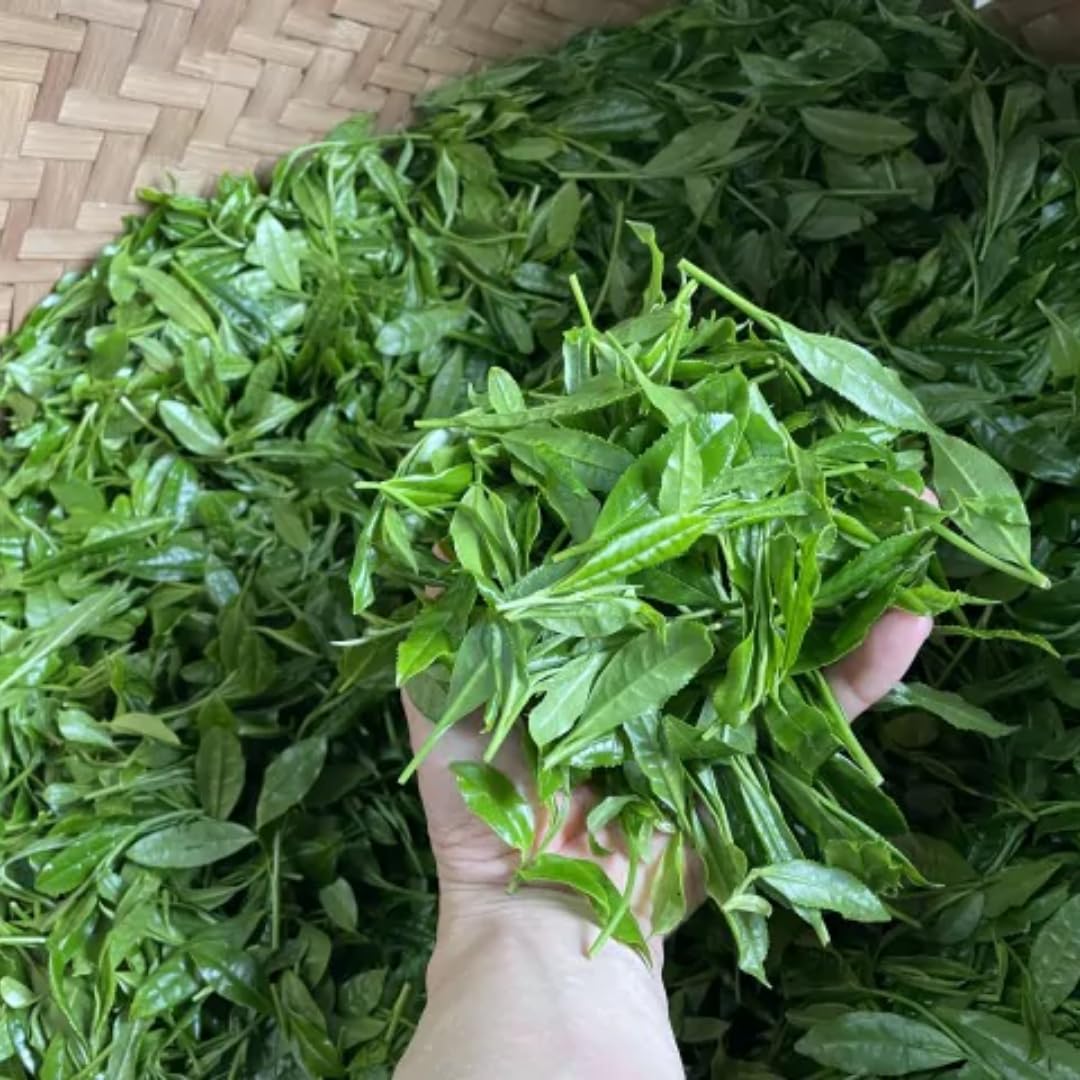 2 Tea Plants Live, Camellia Sinensis Plant Trees Live Plant, 5 to 8 Inches Tall, Camellia Sinensis Live Plant for Gardening