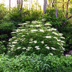 Sweet Elderberry Tree Live Plant for Zones 4 to 8, Cold Hardy American Elderberry Bush Shrub Size 1-2 Feet in Tall, Outdoor Planting