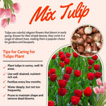 25 Tulip Bulbs for Planting, Easy-Grow Spring Flowers, Assorted Perennial Tulip Bulbs, Bulb Size 11/12 cm, Gardens, Containers, Flowerbeds Planting (Red Tulip)