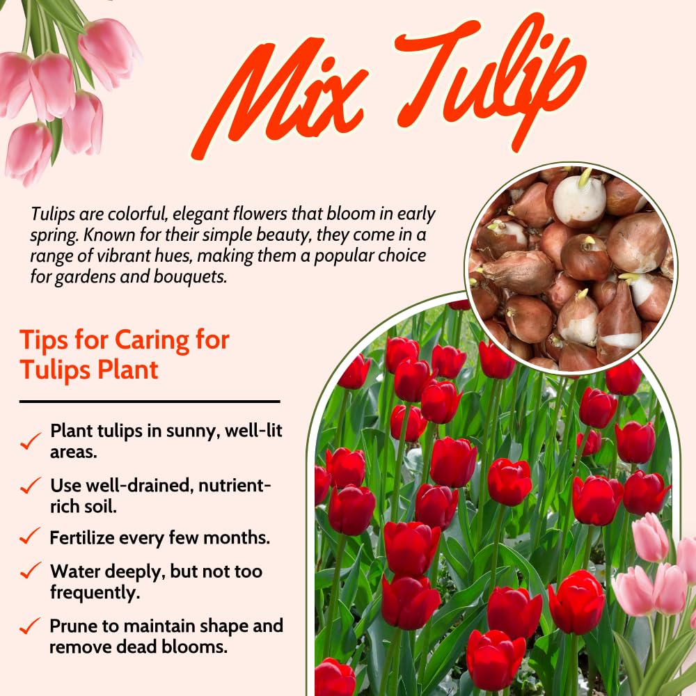 25 Tulip Bulbs for Planting, Easy-Grow Spring Flowers, Assorted Perennial Tulip Bulbs, Bulb Size 11/12 cm, Gardens, Containers, Flowerbeds Planting (Red Tulip)