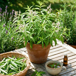 Lemon Verbena Plant Live, 3-5 Inch Tall, Lemon Verbena Herb Plant for Outdoor Garden, Indoor Growing, and Container Planting, No Pot