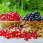 Currant Bush Live Plant for Planting, 6 to 9 Inc Tall Red Currant Plant Live Gardening Indoor Outdoor