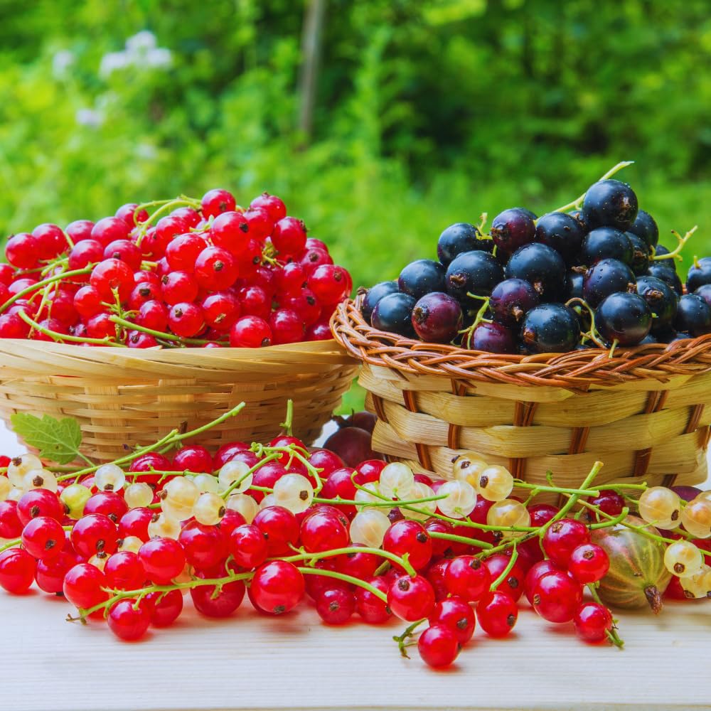 Currant Bush Live Plant for Planting, 6 to 9 Inc Tall Red Currant Plant Live Gardening Indoor Outdoor