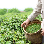 2 Camellia Sinensis Plants Tree, 4 to 7 Inches in Height, Tea Live Plant, Tea Tree Plant for Gardening Indoor