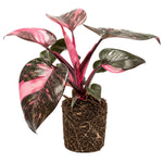 Philodendron Plant Live, Rare Variegated Philodendron Houseplant for Planting, Home Office Decor 4 to 8 Inches (Pink Variegated)