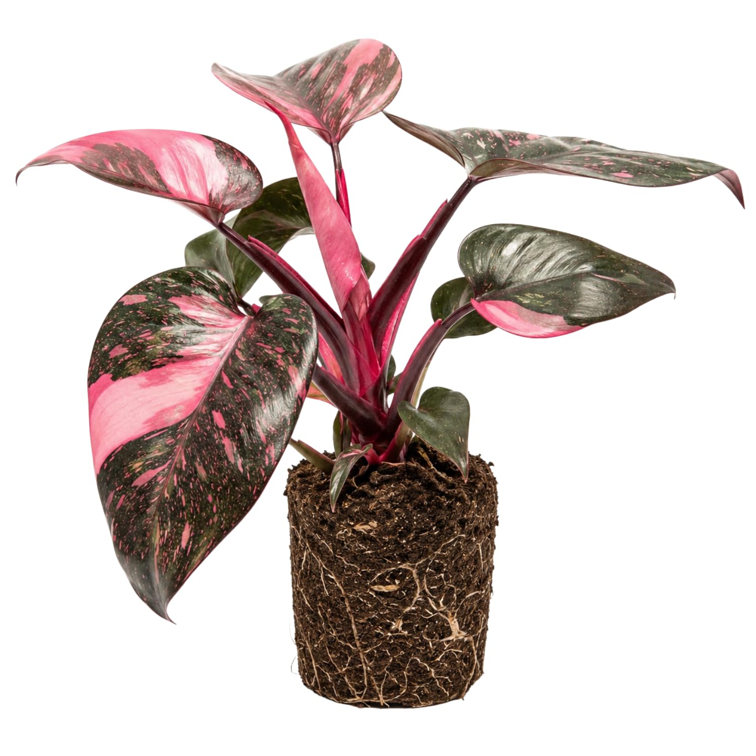 Philodendron Plant Live, Rare Variegated Philodendron Houseplant for Planting, Home Office Decor 4 to 8 Inches (Pink Variegated)