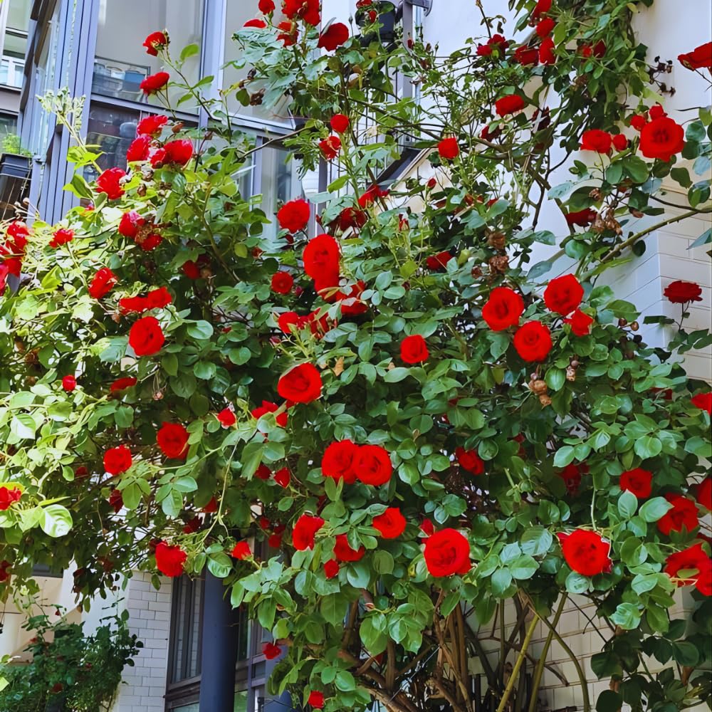 6 Red Rose Bush Cuttings Plant Live, Rose Climbing Vine Live Plant, 5 to 8'' Tall Cuttings
