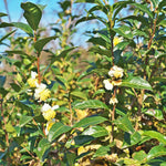 Camellia Sinensis Plant Live, Camellia Plant, Green Tea Tree Plants, 9 to 12 Inches in Height fot Growing