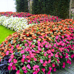 Set of 2 Impatiens Plants Live, 3-5" Tall Flowering Clumps, Random Color Impatiens Flowers Live Plants for Outdoor Garden, Patio, Containers