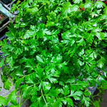 4 Parsley Live Plants, 3 to 5 Inc Tall, Live Parsley Plant Pot, Parsley Plants Live, Parsley Starter Plant