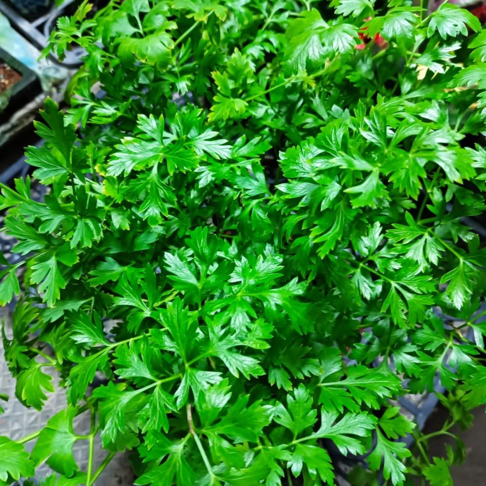 4 Parsley Live Plants, 3 to 5 Inc Tall, Live Parsley Plant Pot, Parsley Plants Live, Parsley Starter Plant