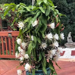 Night Blooming Epiphyllum Oxypetalum Plant Live, 4 to 6 Inc Tall, Succulents Plant Live