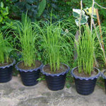 2 Lemon Grass Live Plants in Pot for Outdoor Planting, 4-10 Inc Tall Live Lemongrass Plants for Planting in Spring, Fragrant Herbs