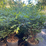 Black Jaboticaba Tree Live Jabuticaba Plant, 2-3 Ft Tall in Gallon Pot, 2 Years Old Brazilian Grape Tree for Planting, Rare Tropical Fruit Trees Outdoor Planting