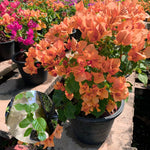 Combo 2 Bougainvillea Plants Live Trees, Outdoor Bougainvillea Plant for Trailing Flowering Vines or Bush Tree, 5-10” Tall, Well-Rooted Bougainvillea Bright Yellow Orange