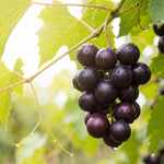 Grape Plant Live 4-7 Inches Tall, Fruit Vine Starter Plant for Garden, Patio Container, Backyard Trellis, Outdoor Growing (Dark Purple Grape)