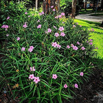2 Dwarf Pink Mexican Petunia Live Plants, Hardy Mexican Petunia Bush Cold Hardy, Starter Size 5-10 Inches in Tall, No Pot