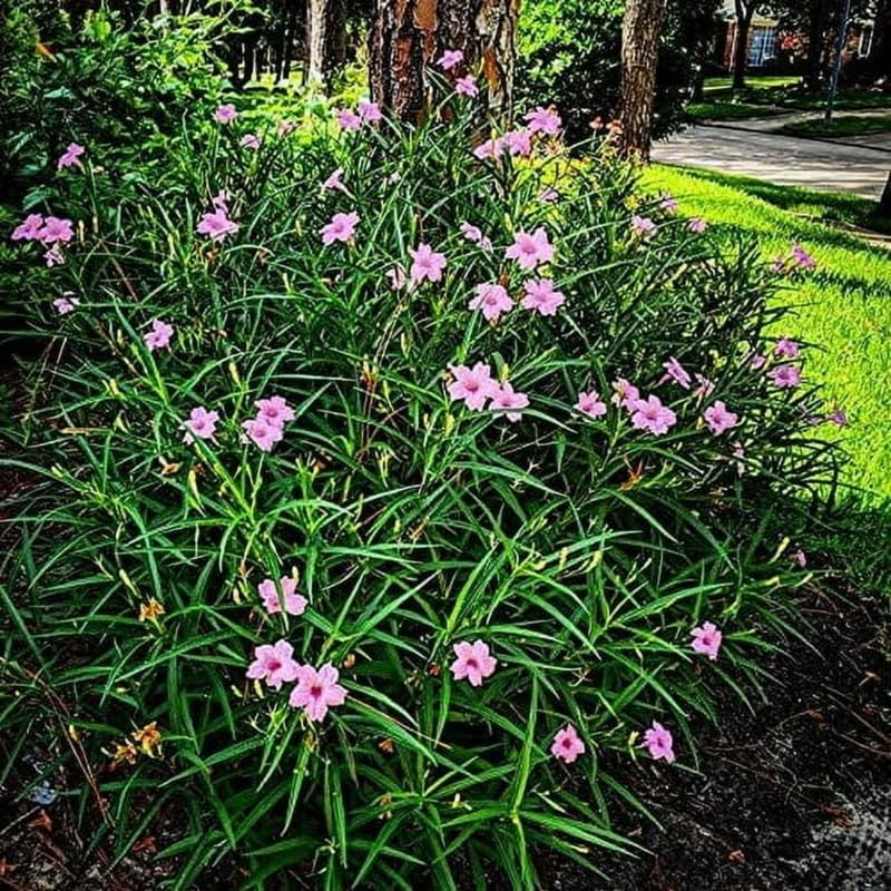 2 Pink Mexican Petunia Live Plants, Hardy Mexican Petunia Bush Cold Hardy, Starter Size 5-10 Inches in Tall, No Pot