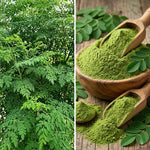 2 Large Moringa Tree Plants, 12-20 Inc Tall, Oleifera Moringa Drumstick Tree Plants, Fast Growing Live Plant for Home Garden, Well-Rooted, 2 Plants per Pot