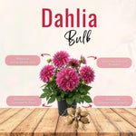 Dark Purple Pink Dahlia Bulbs Plant 2-3" Tall, Dahlia Blubs, Outdoor Flower for Garden Beds or Patio Containers, Not Live Plant