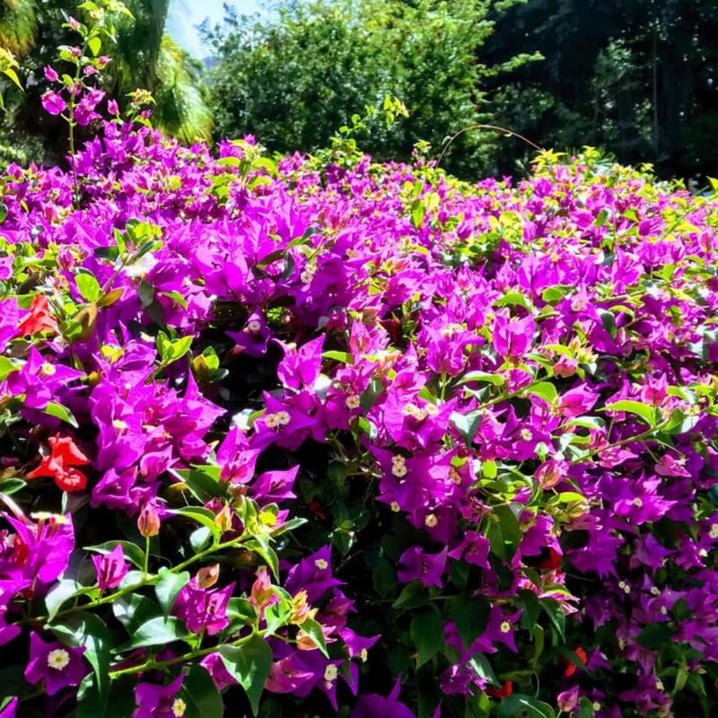 Sets 3 Climbing Bougainvillea Plants Live for Full Sun Trellis Tree, Shrub or Vine Bougainvillea Vibrant Bloom, Very Hardy, 5-9" Tall, Blueberry Ice