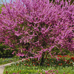 5 Seedlings Redbud Trees Live Plants Bare Roots, 12 to 24 Inc Tall, Red Bud Tree Plants Live, Purple Lavender Redbud Blooms Color, Dormant
