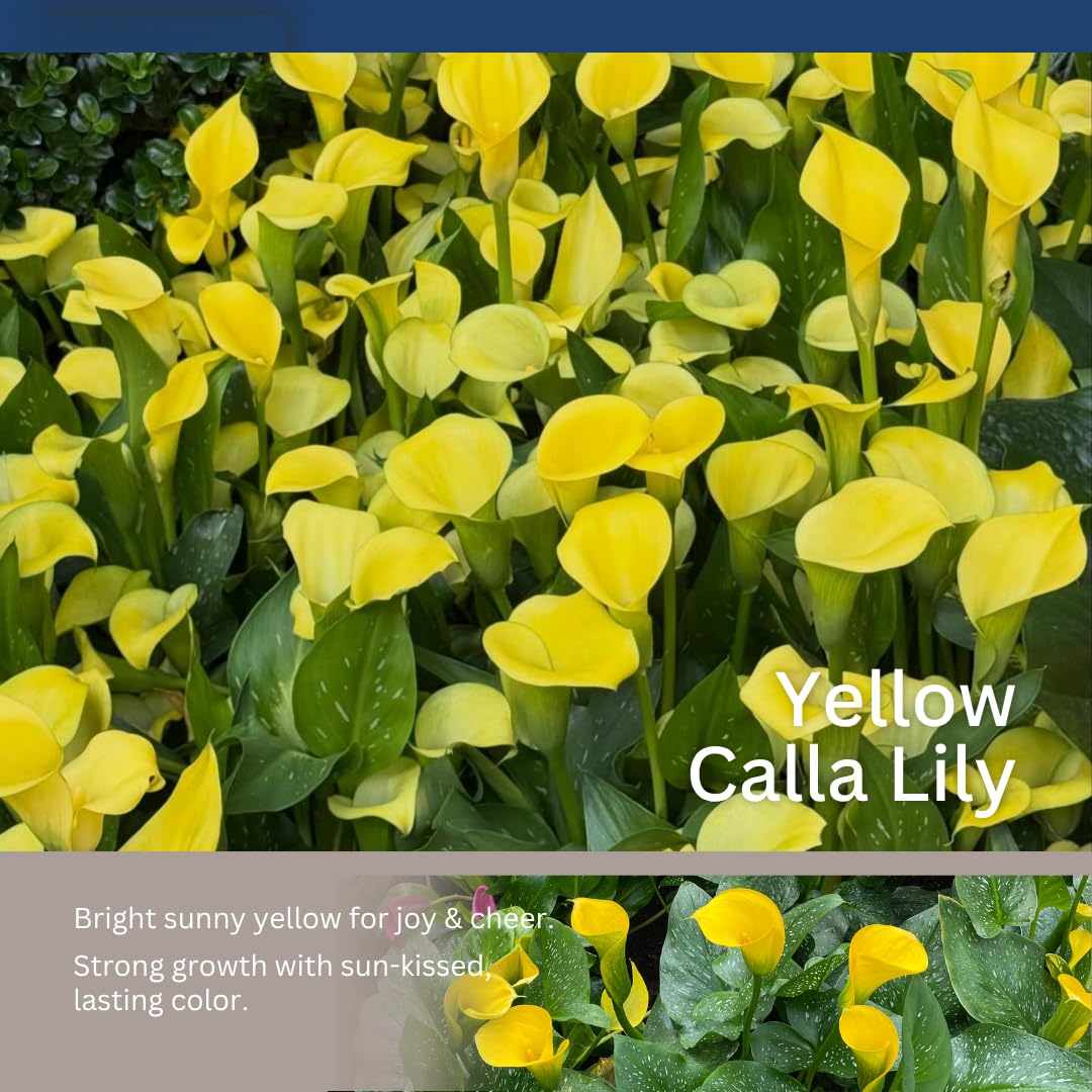 Pack 3 Yellow Calla Lily Bulbs - Calla Lily Flowering Bulbs for Garden and Containers, Easy to Grow Summer Blooms
