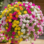 Mix Moss Rose Plants Live, 3 to 5 Inc Tall, Moss Rose Portulaca Plants, Ground Cover Plant Hanging Basket Trellis Plant, 2 Pots