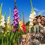 20 Mix Gladiolus Bulbs for Planting, Hardy Gladiolus Bulbs for Spring Planting, Large Bulb