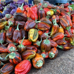 Set 4 Assorted Pepper Live Plants, 90 Days Old Super Pepper Live Plant for Summer Planting (Candy Cane Chocolate Cherry)