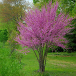 Eastern Redbud Tree Live Plant 6-10 Inches, Red Bud Tree Seedling, Ready to Grow Outdoor Garden, Dormant Redbuds