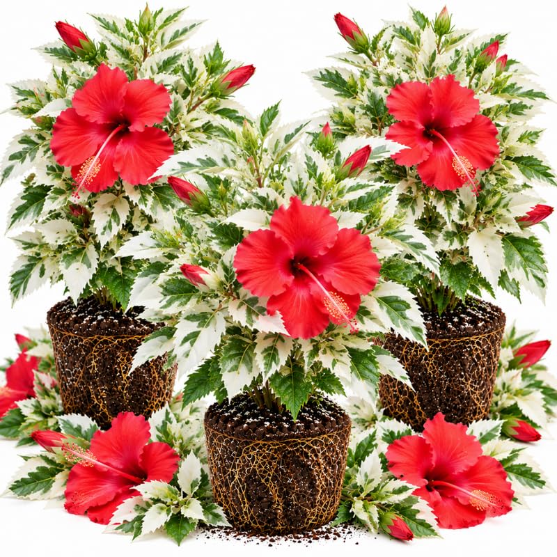 3 Hardy Hibiscus Live Plants, Flowering Shrub, Variegated Red Blooms, 4-7"
