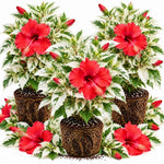 3 Hardy Hibiscus Live Plants, Flowering Shrub, Blooms, 4-7"