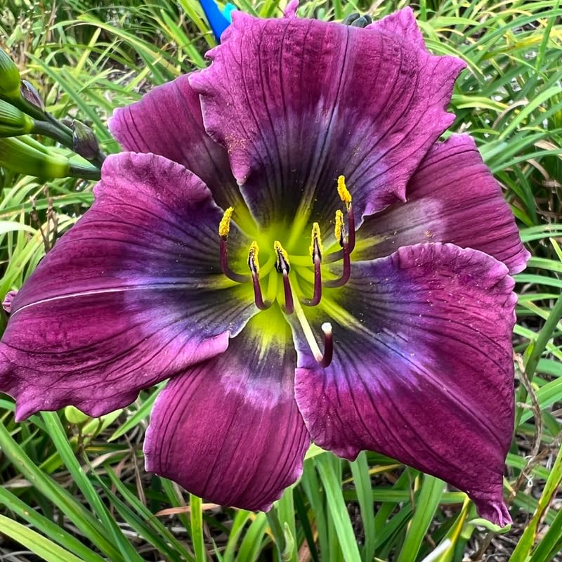 Set 10 Daylily Bulbs for Planting, Hardy Perennial Lily Roots for Colorful Summer Blooms