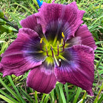 Set 10 Purple Daylily Bulbs for Planting, Hardy Perennial Lily Roots for Colorful Summer Blooms
