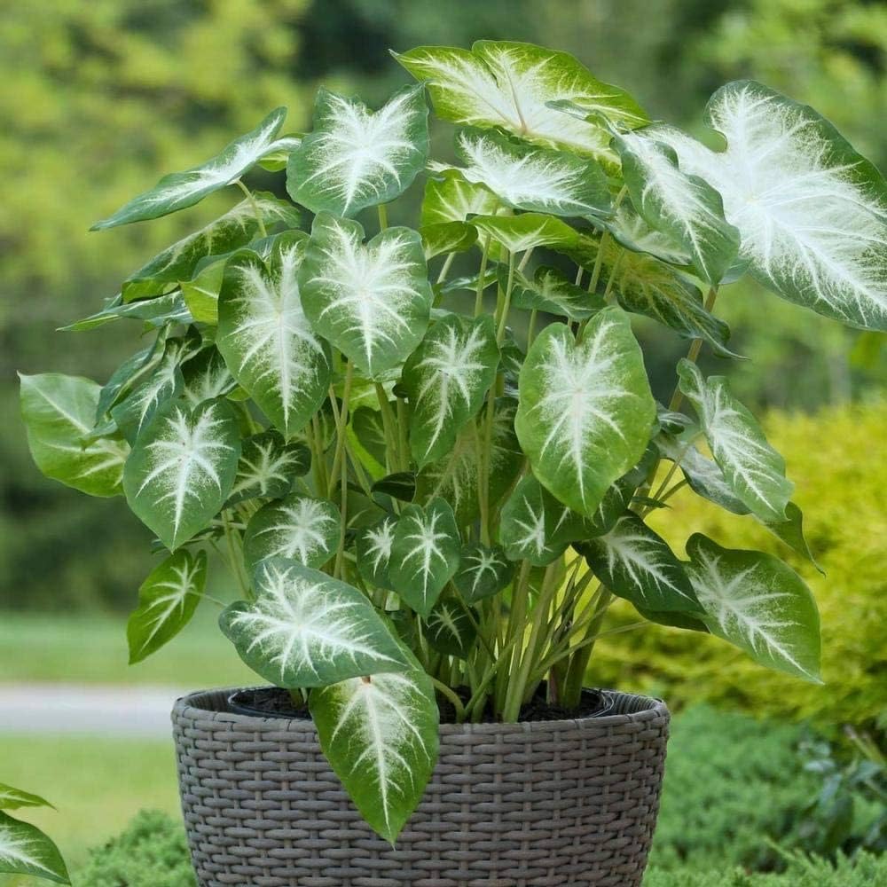 Set 2 Caladium Plants, Mix Caladium Houseplant Live 4-6 Inches Tall, Garden and Container Growing (Green)