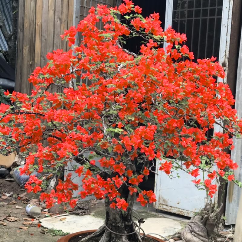 2 Red Bougainvillea Plants Live, Flowering Bougainvillea Vine for Outdoor Garden or Trellis, 5-9 Inch Tall, Very Hardy