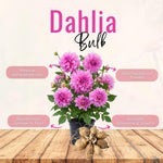 Bright Purple Dahlia Bulbs Plant, 2-3" Tall, Dahlia Flower Bulbs for Outdoor Garden, Flowering Tuber Cluster for Planting, Not Live Plant