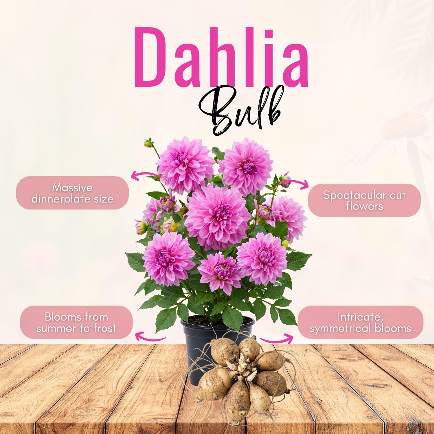 Bright Purple Dahlia Bulbs Plant, 2-3" Tall, Dahlia Flower Bulbs for Outdoor Garden, Flowering Tuber Cluster for Planting, Not Live Plant