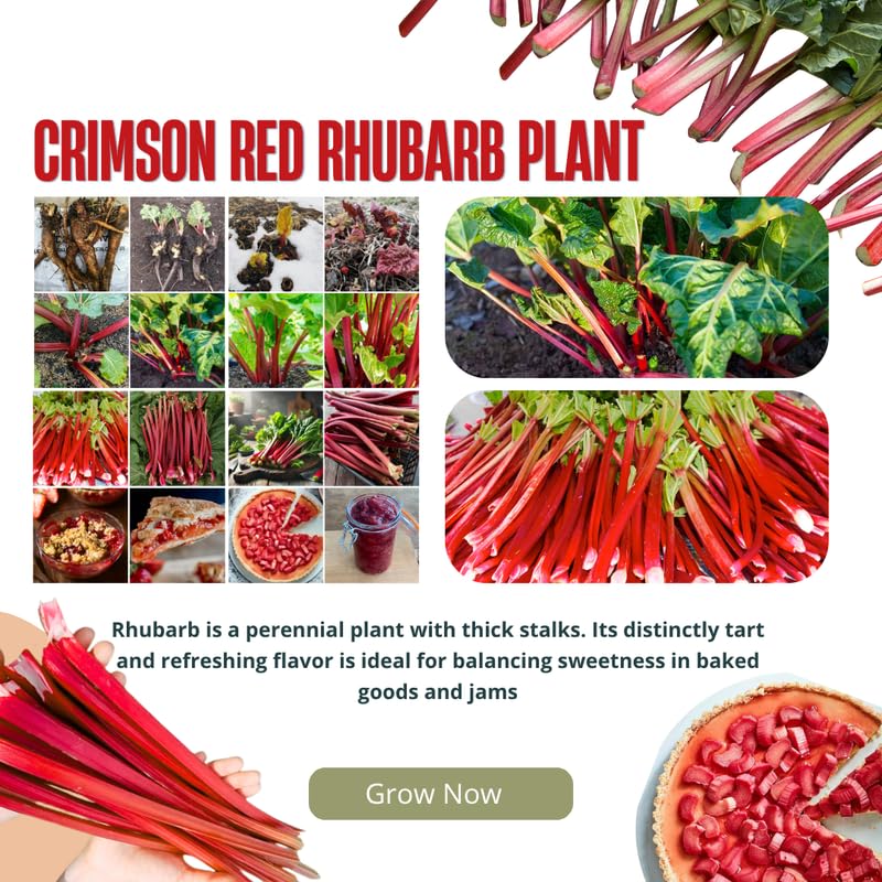 3 Victoria Rhubarb Crowns, Live Rhubarb Root for Planting, Hardy Perennial Vegetable Rootstock for Outdoor Gardens