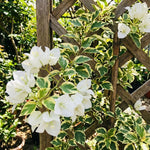 Set Vanilla Ice 2 Bougainvillea Live Plants 4-7 Inches Tall, Vibrant Bumgainvillea Flowering Vines for Garden, Patio Containers and Indoor Growing