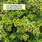 Variegated Lemon Live Plant 4 Inch Tall, Fragrant Green Lemon Thyme, Herb Plant for Indoor or Outdoor Growing