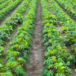 Yuca Cassava Plant Live in Pot, Grown from Cuttings for Planting, Sweet Manihot Root, Very Fast Growing 6-10 Inc in Tall, Easy to Roots