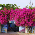 2 Bougainvillea Plants Live, Bougainvillea Live Plant, 4 to 6 Inc Tall, Flower Vine Plant Garden (Pink)
