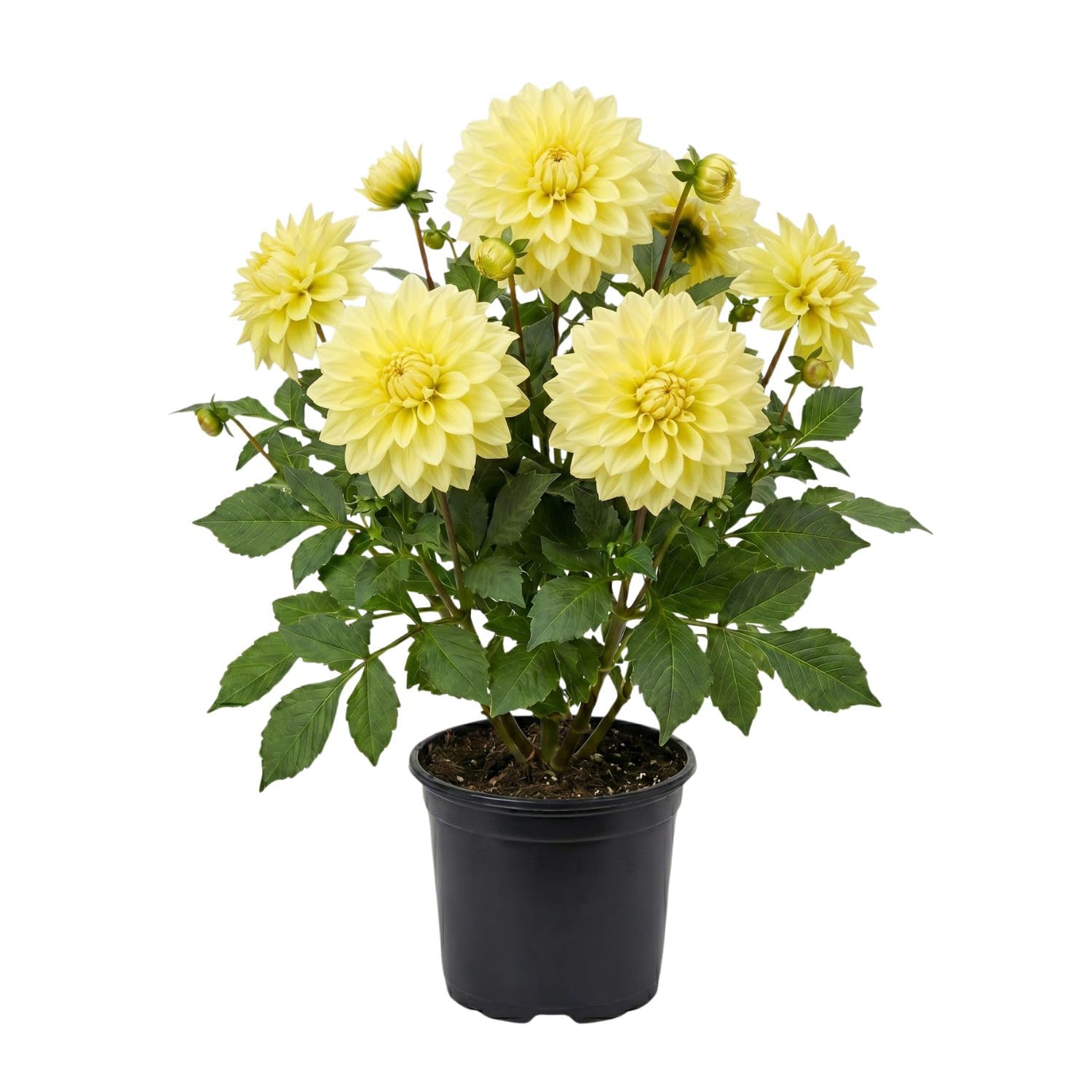 Yellow Dahlia Bulbs Plant, 2-3" Tall, Dahlia Flower Bulbs for Outdoor Garden, Flowering Tuber Cluster for Planting, Not Live Plant