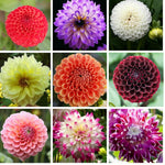 3 Mix Dahlia Bulbs for Spring Planting, Dahlia Bulbs for Planting Indoor and Outdoor