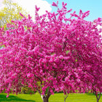 Red Bud Tree Plant in Quart Pot, 1 Year Old Redbud Tree Live Plant, Pink Purple Blooms for Planting, Winter Dormant
