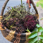 Black Elderberry Tree Live Plant, Hardy Berry Producing Shrub, Landscaping and Backyard Gardens, 4-7 Inches Tall